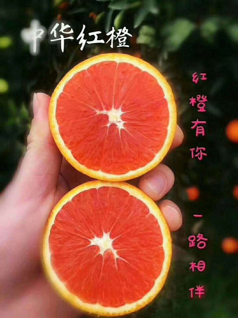 湖北红心血橙果大皮薄味甜化渣产地一手货源货真价实整车批发