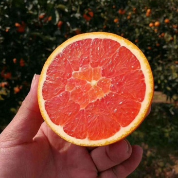 湖北红心血橙果大皮薄味甜化渣产地一手货源货真价实整车批发