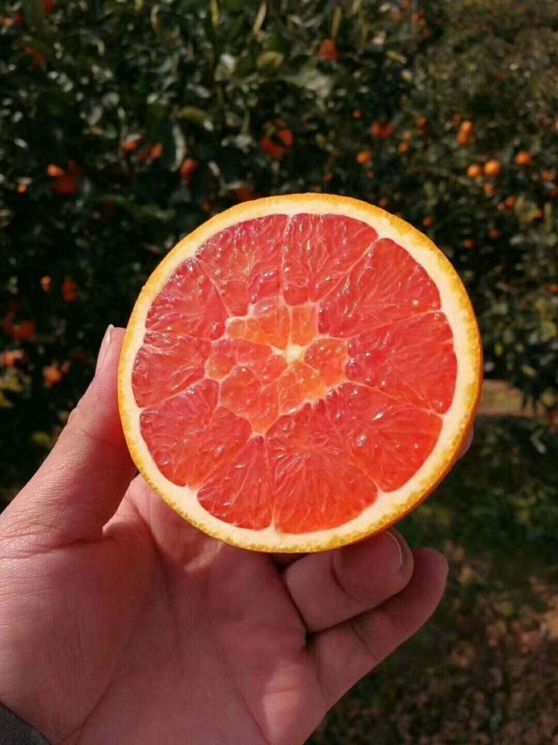 湖北红心血橙果大皮薄味甜化渣产地一手货源货真价实整车批发