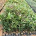 水蒲桃苗庭院绿化果树苗观叶观花观果