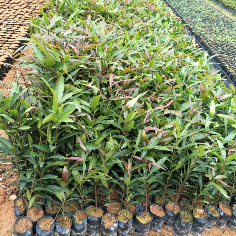 水蒲桃苗庭院绿化果树苗观叶观花观果