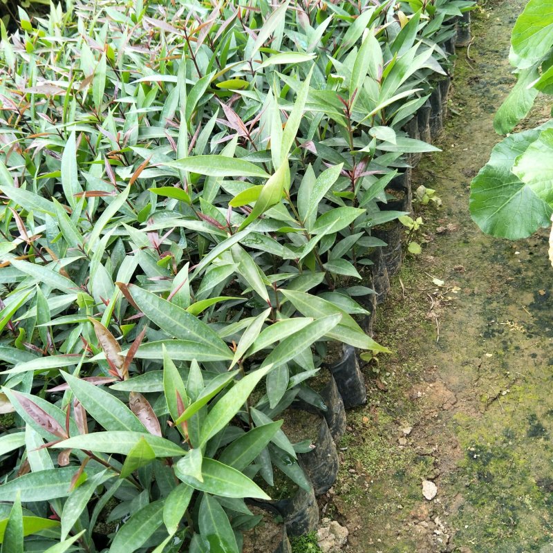 水蒲桃苗庭院绿化果树苗观叶观花观果