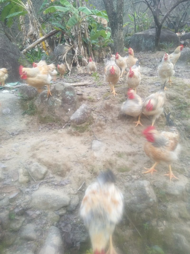 优质土鸡雄