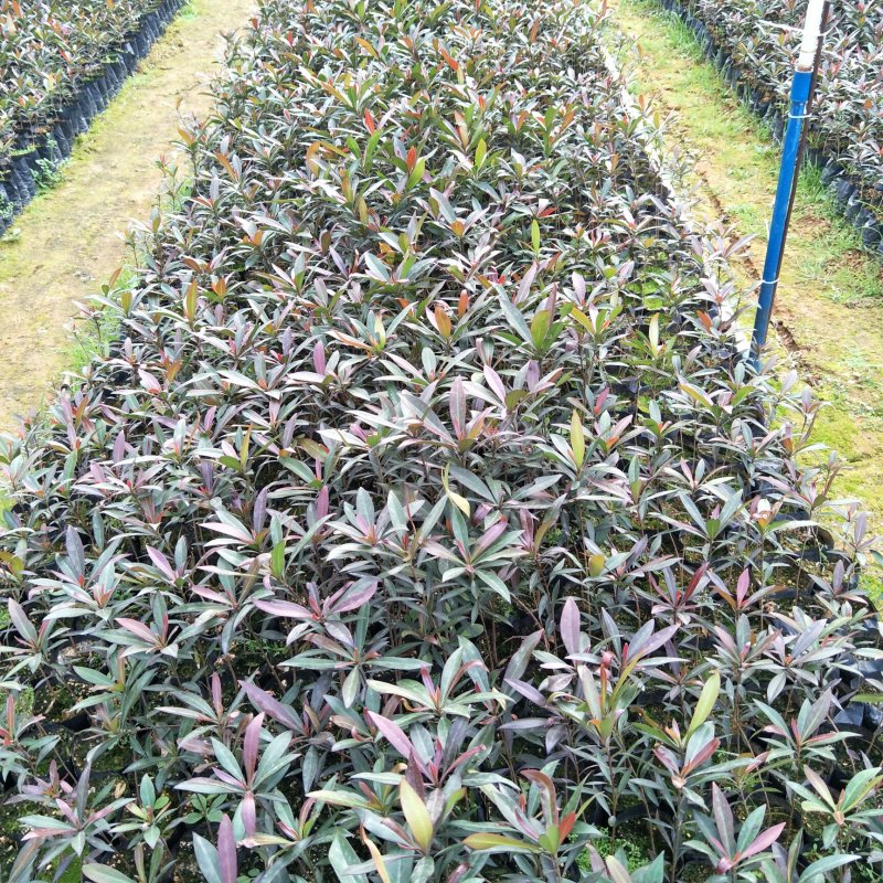 黄金熊猫树苗金蒲桃澳洲黄花树园林绿化观花树美观