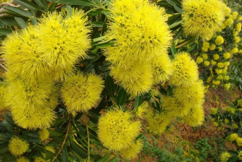 黄金熊猫树苗金蒲桃澳洲黄花树园林绿化观花树美观