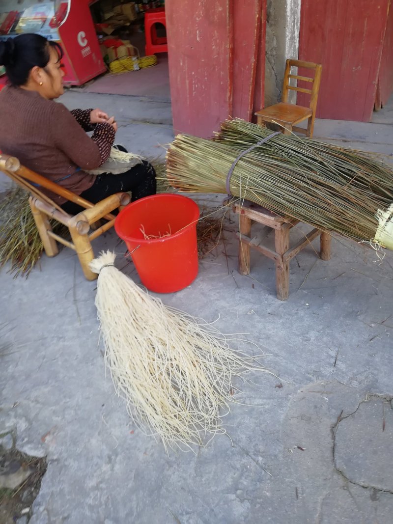 全国最大万亩灯心草基地.