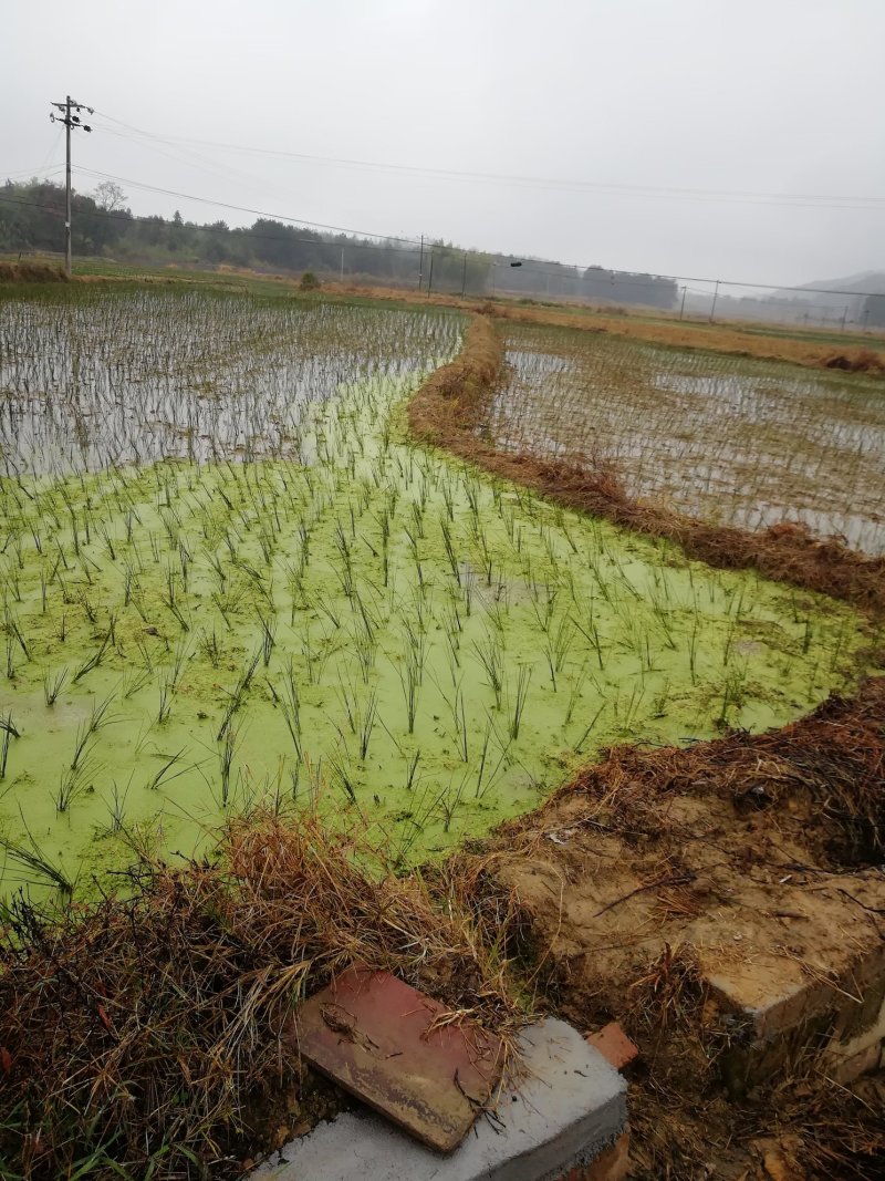 全国最大万亩灯心草基地.