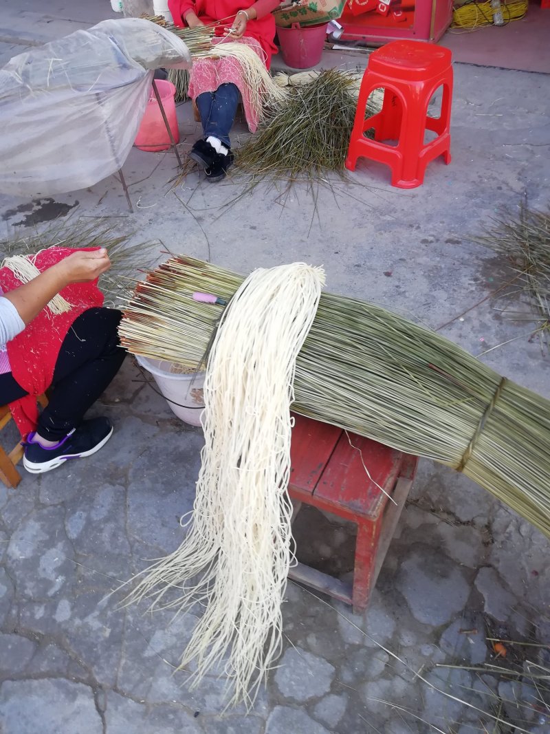 全国最大万亩灯心草基地.