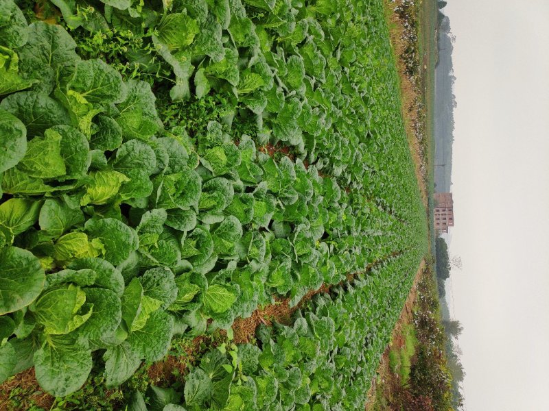 广西横县夏阳白大白菜春白菜慢慢大量上市