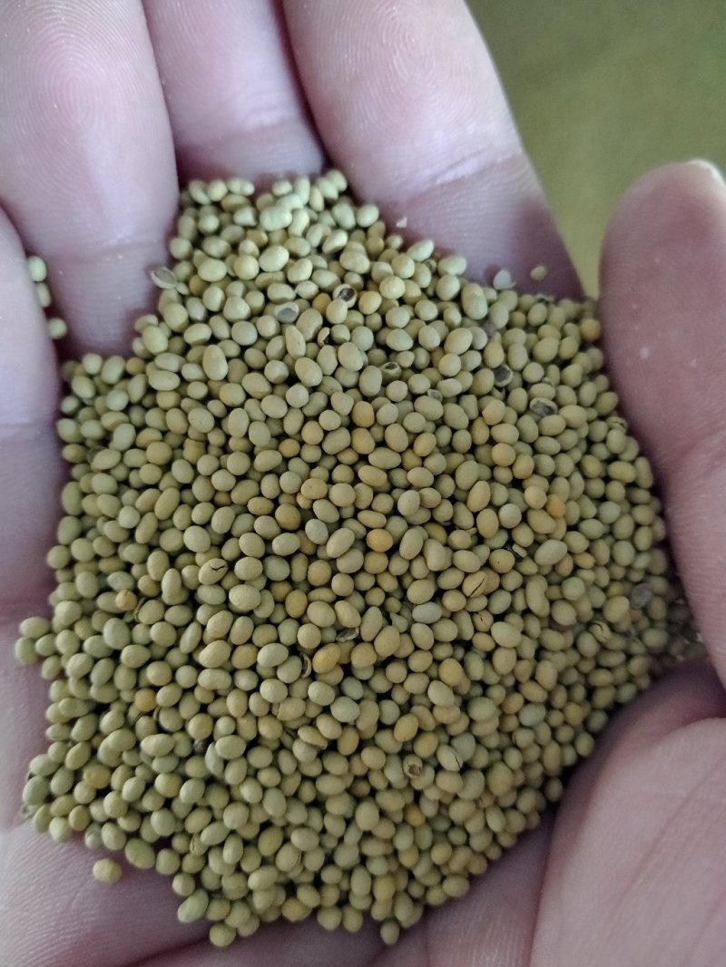紫花苜蓿种子包衣的，不是净籽的。看清楚再买哦，呵呵
