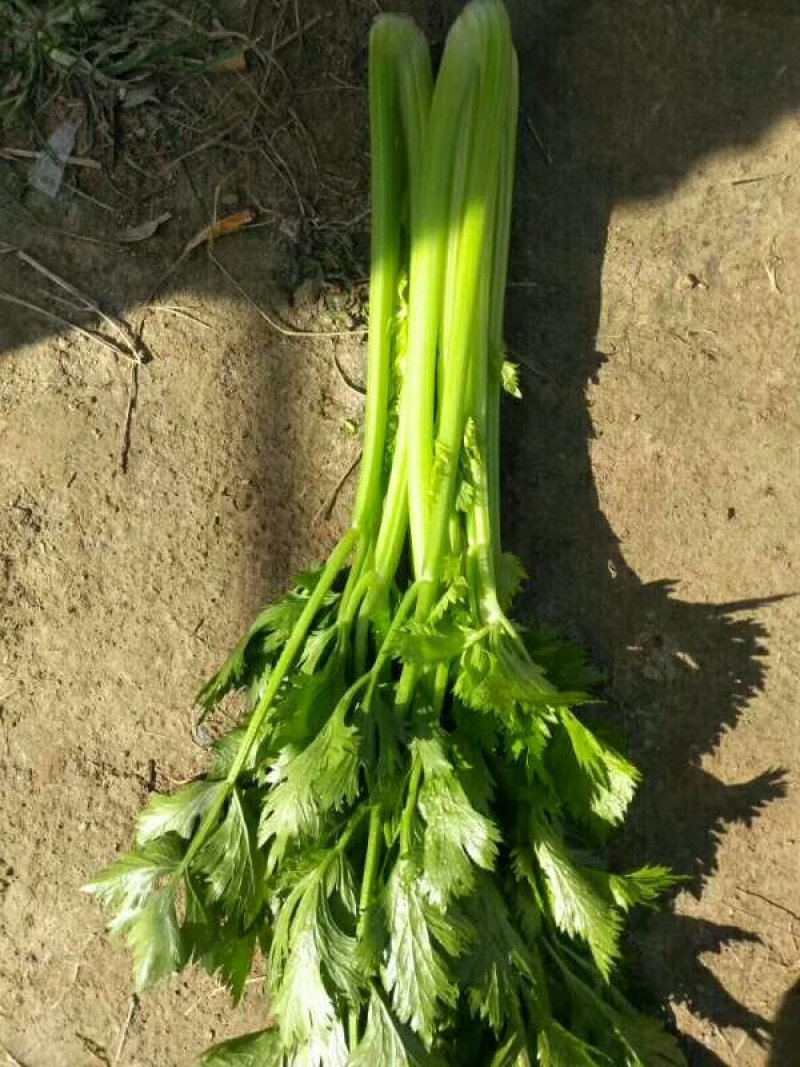 芹菜♡西芹♡金乡芹菜♡山东芹菜蔬菜芹菜♡基地直销♡万