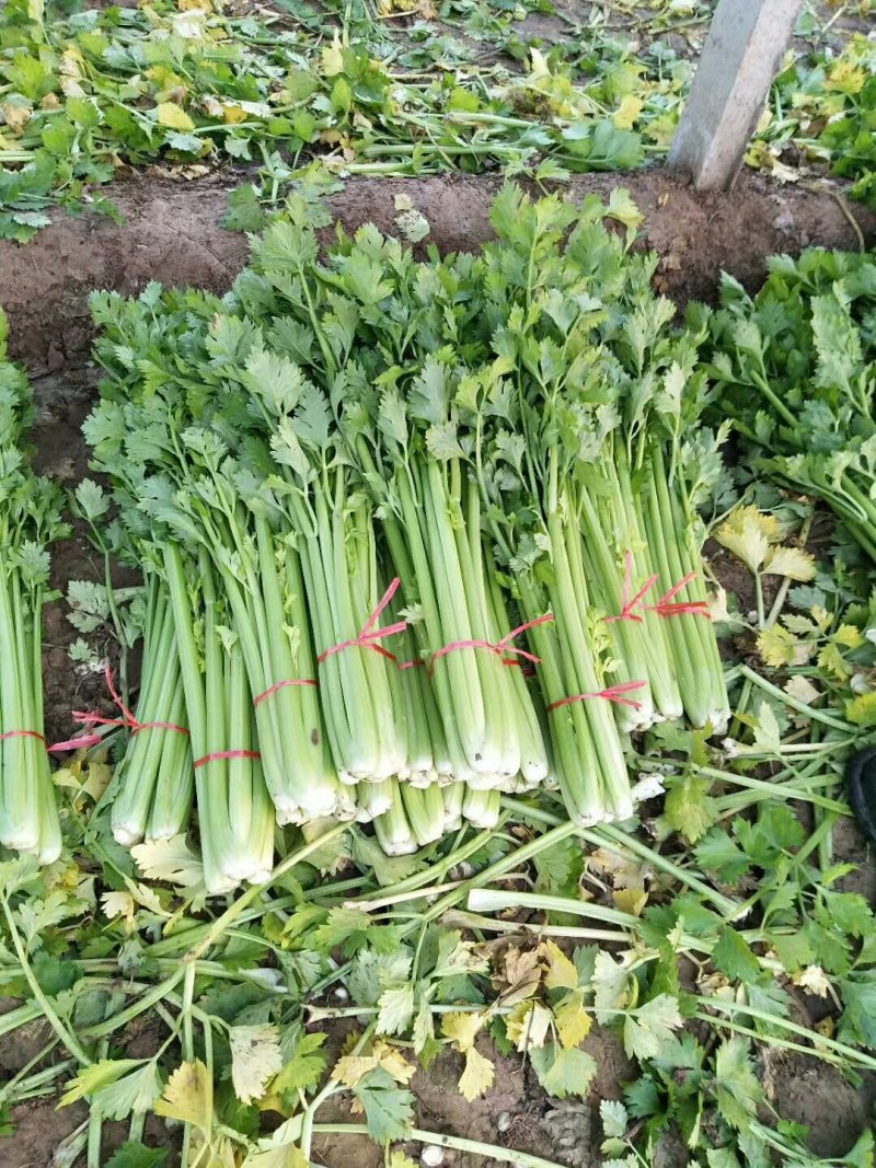 芹菜♡西芹♡金乡芹菜♡山东芹菜蔬菜芹菜♡基地直销♡万