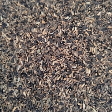 菊苣净籽种子，净籽的，大家看清楚再买