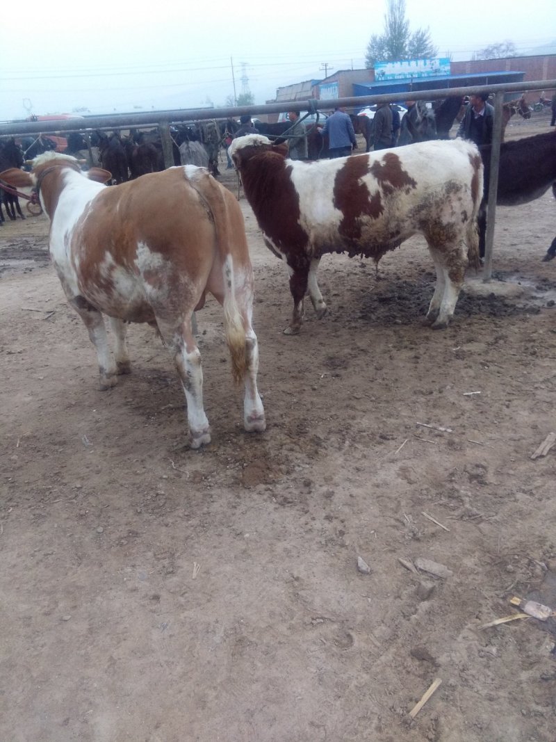 小牛已大量上市，品种多