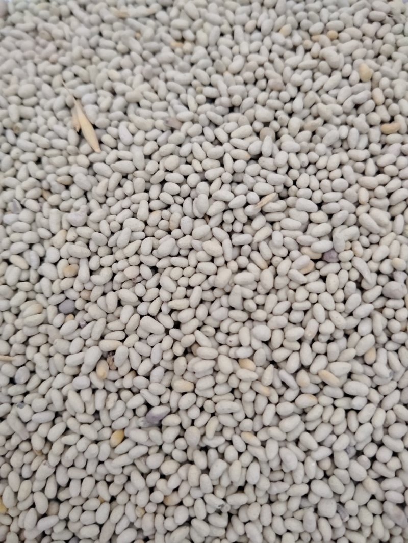 菊苣包衣种子，包衣的，看清楚了