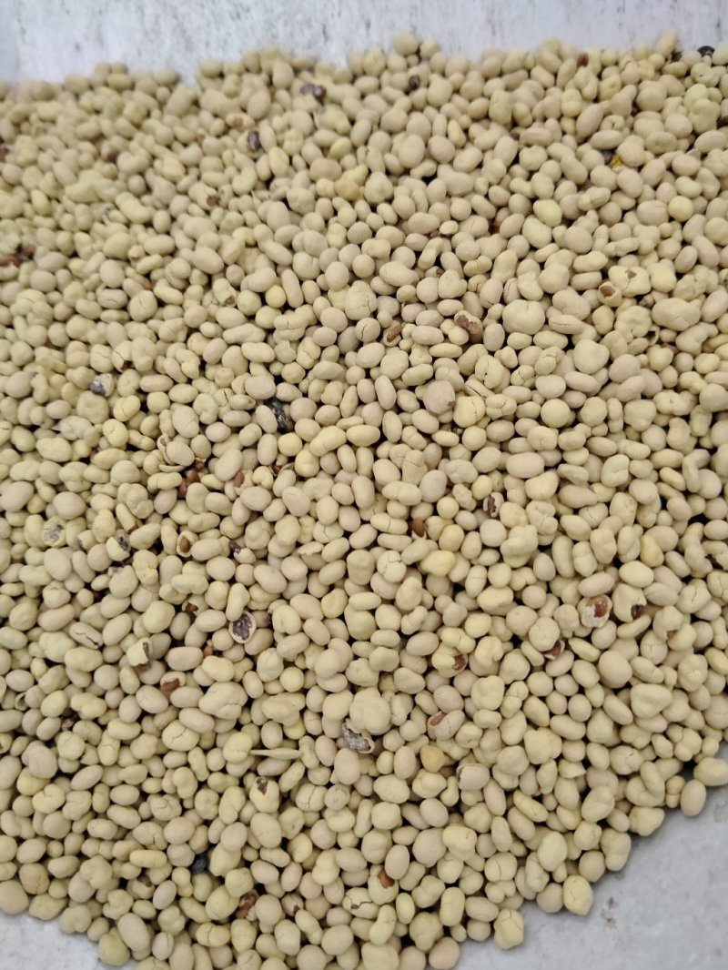 紫云英种子，包衣种子，看清楚了