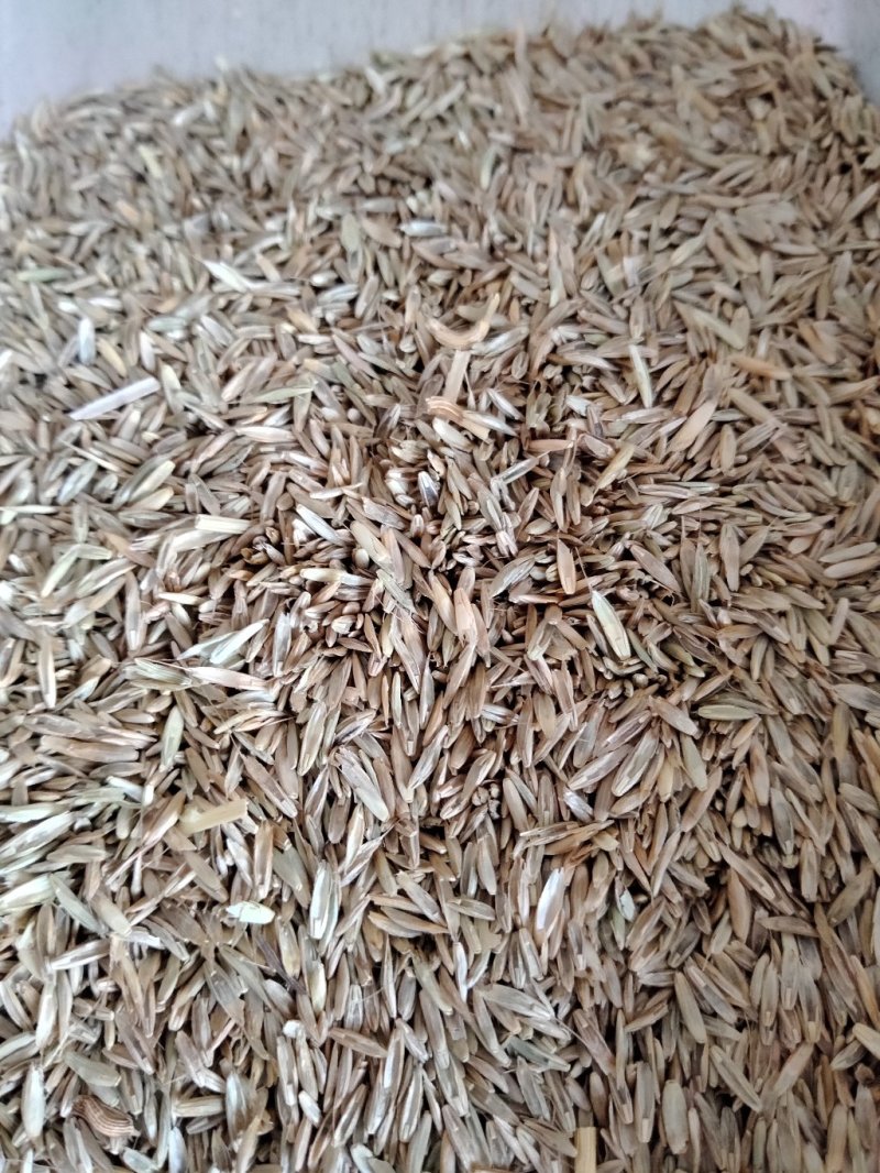 一年生黑麦草种子，不是包衣的，看清楚