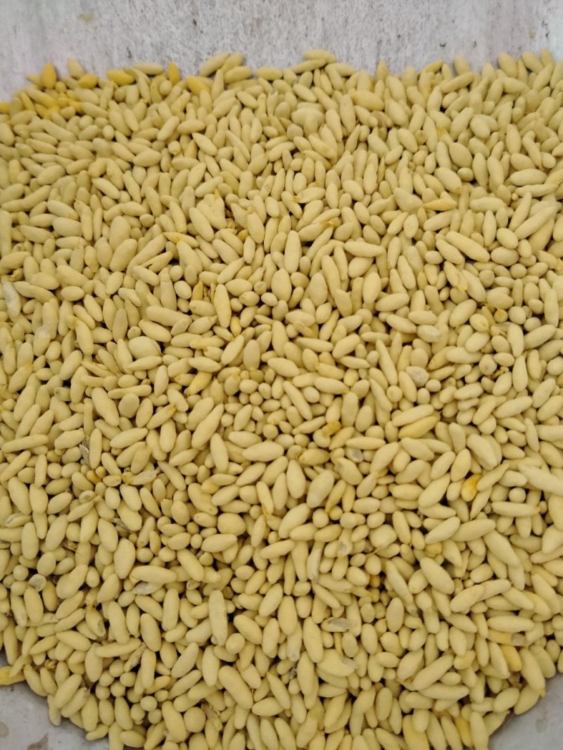 一年多黑麦草种子，包衣的，看清楚