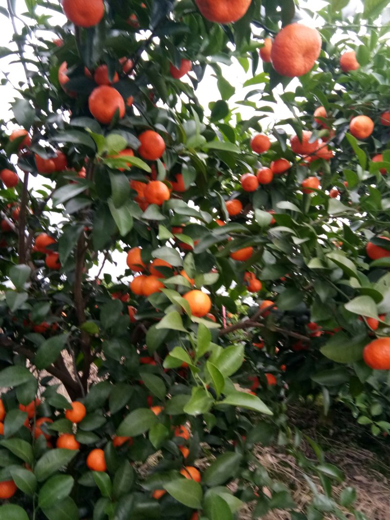 沙糖桔