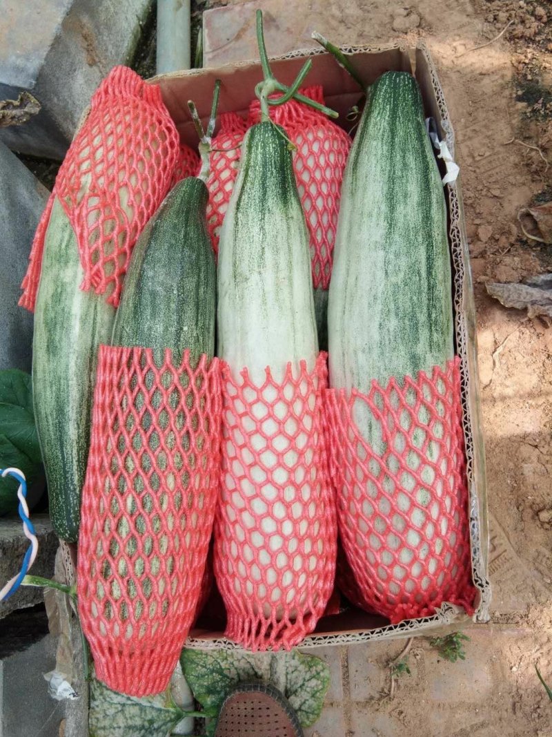 羊角蜜甜瓜，羊角脆，博羊系列，绿宝，各色圣女果，能开发票