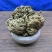 卷柏批发各种规格中药材饮片