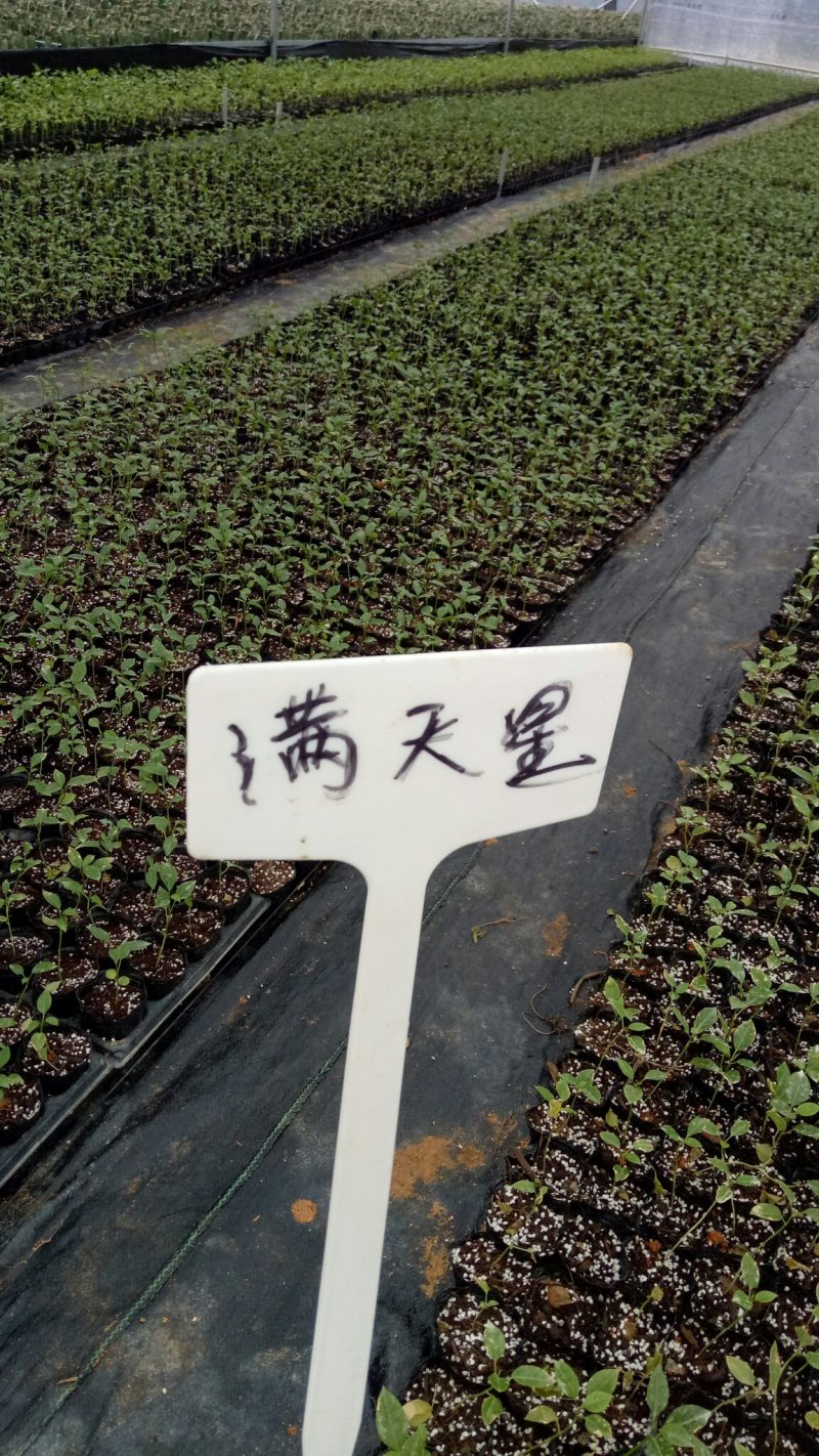 适合上市苗