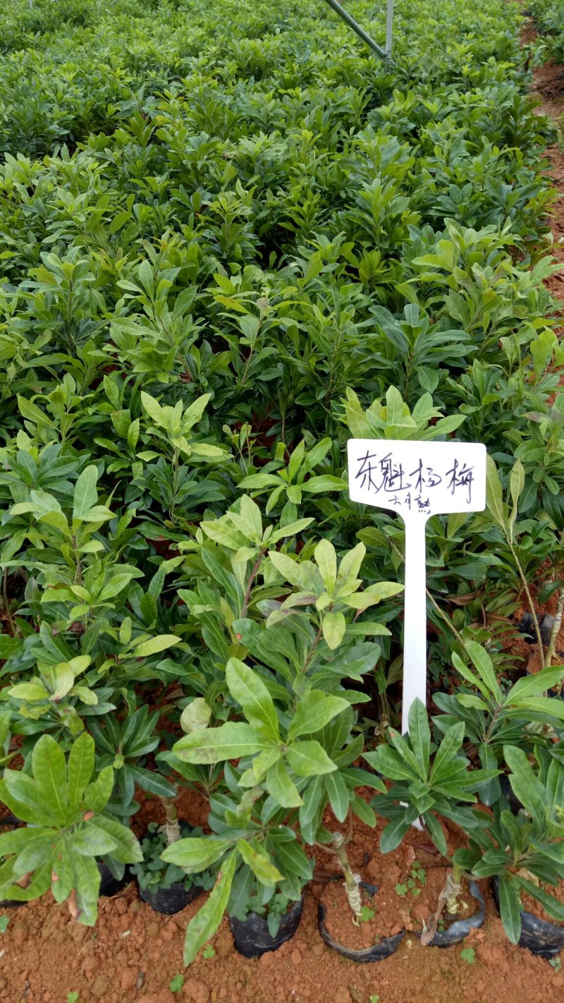 适合上市苗