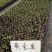适合上市苗