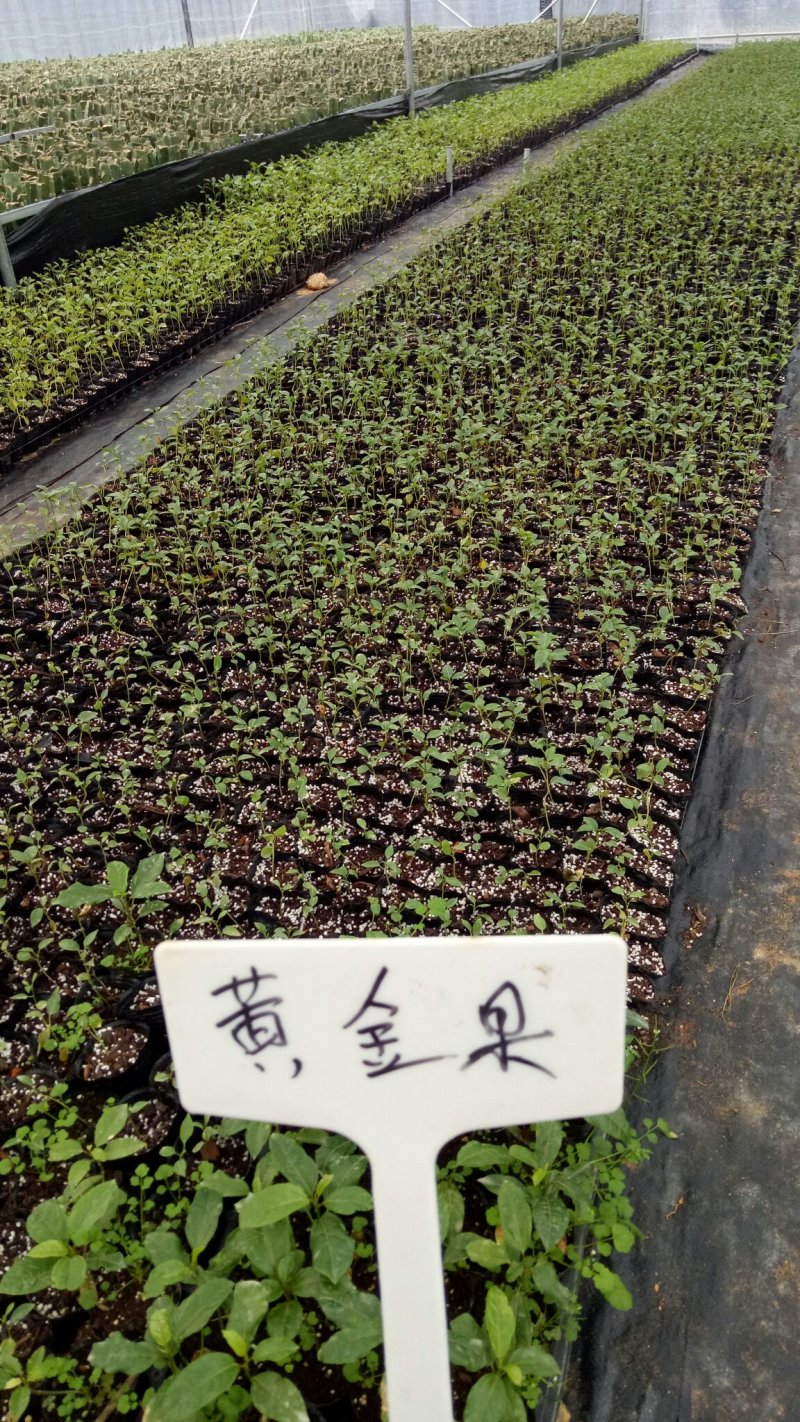 适合上市苗