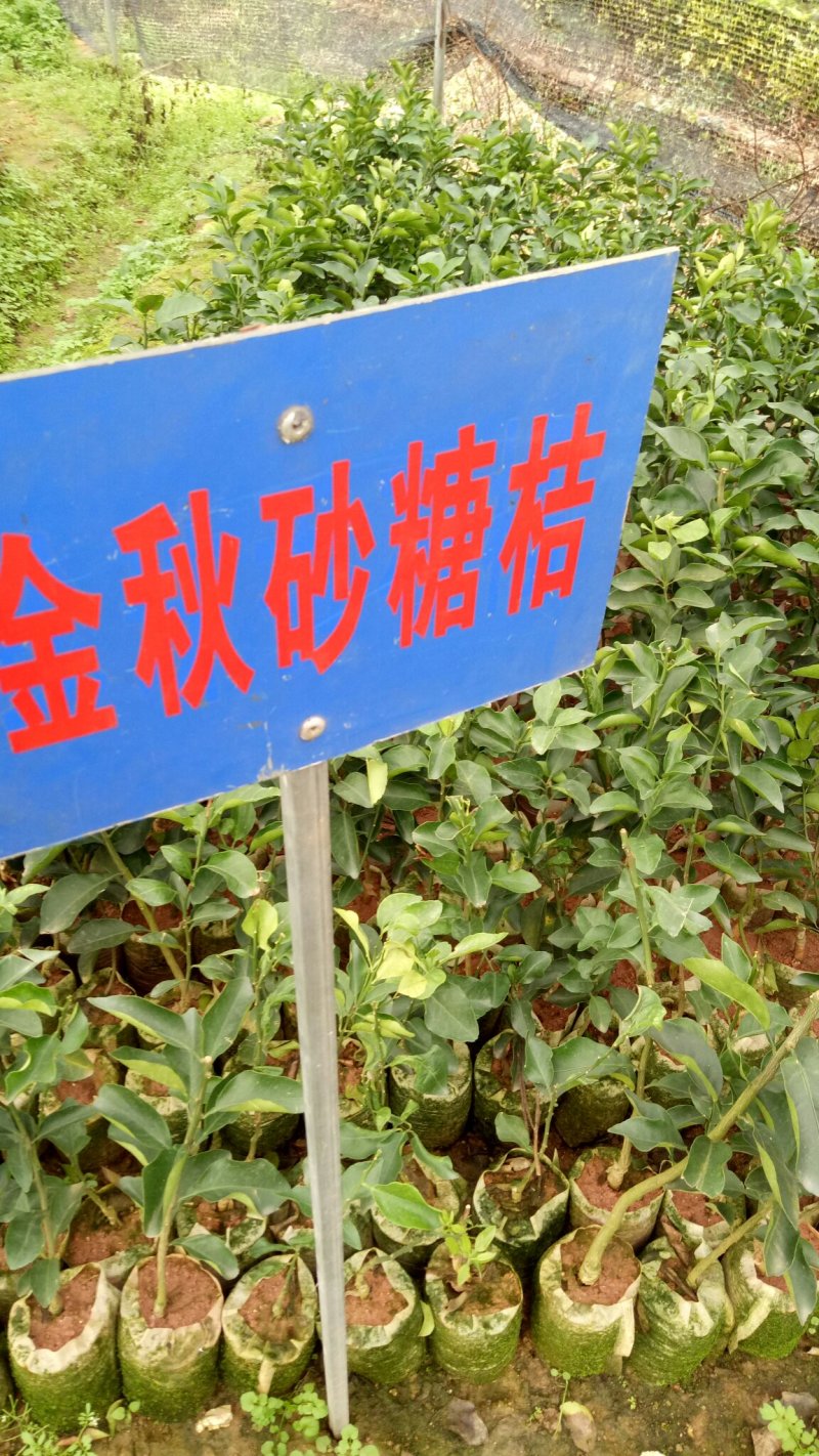 适合上市苗