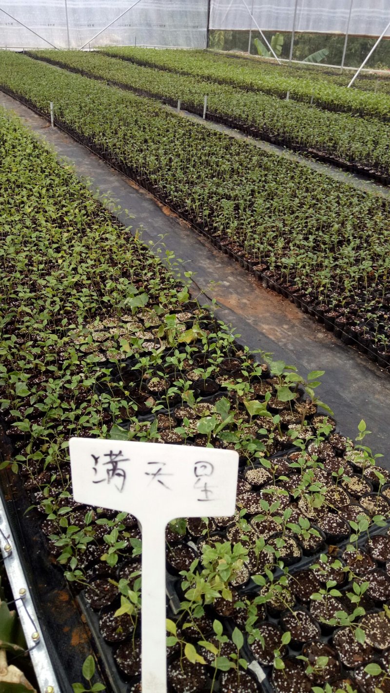 适合上市苗