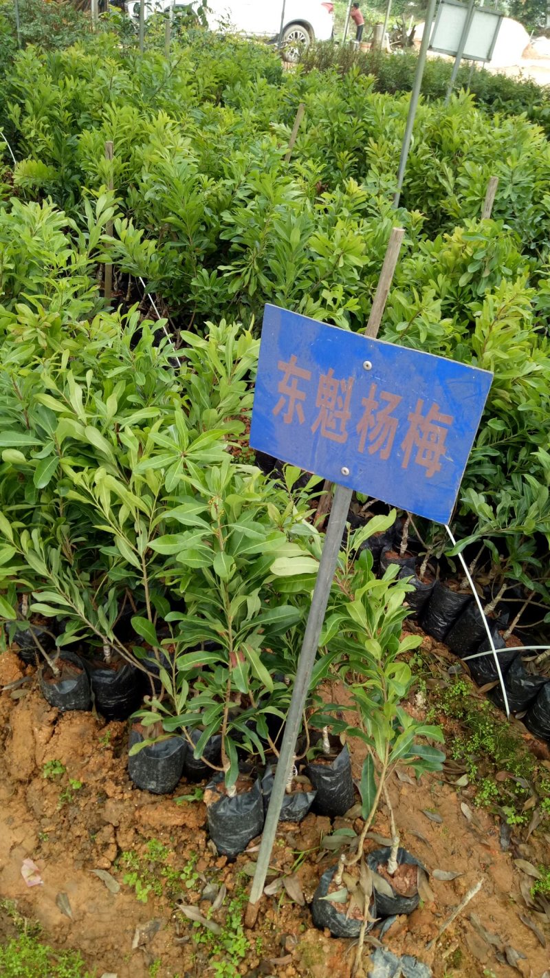 适合上市苗