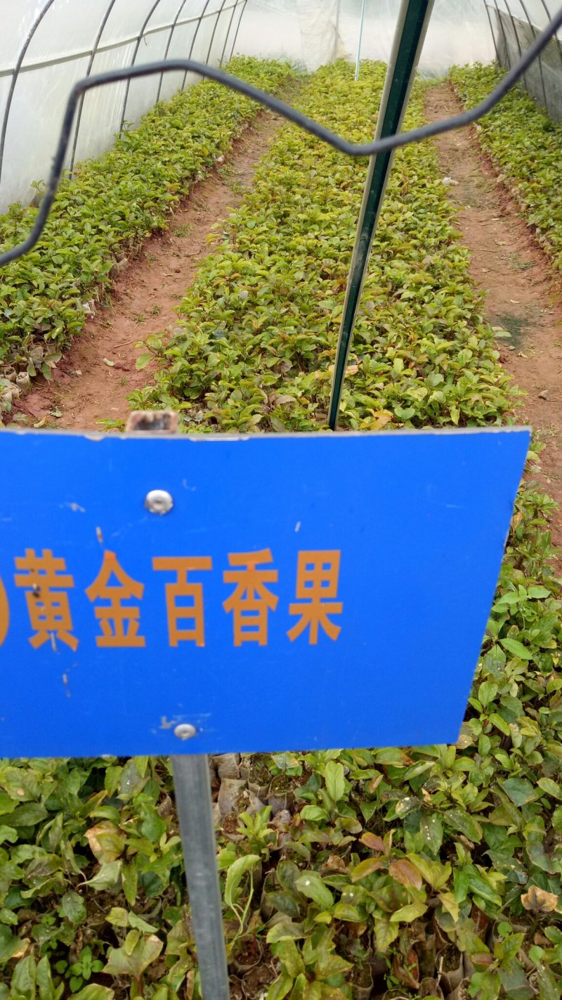 适合上市苗