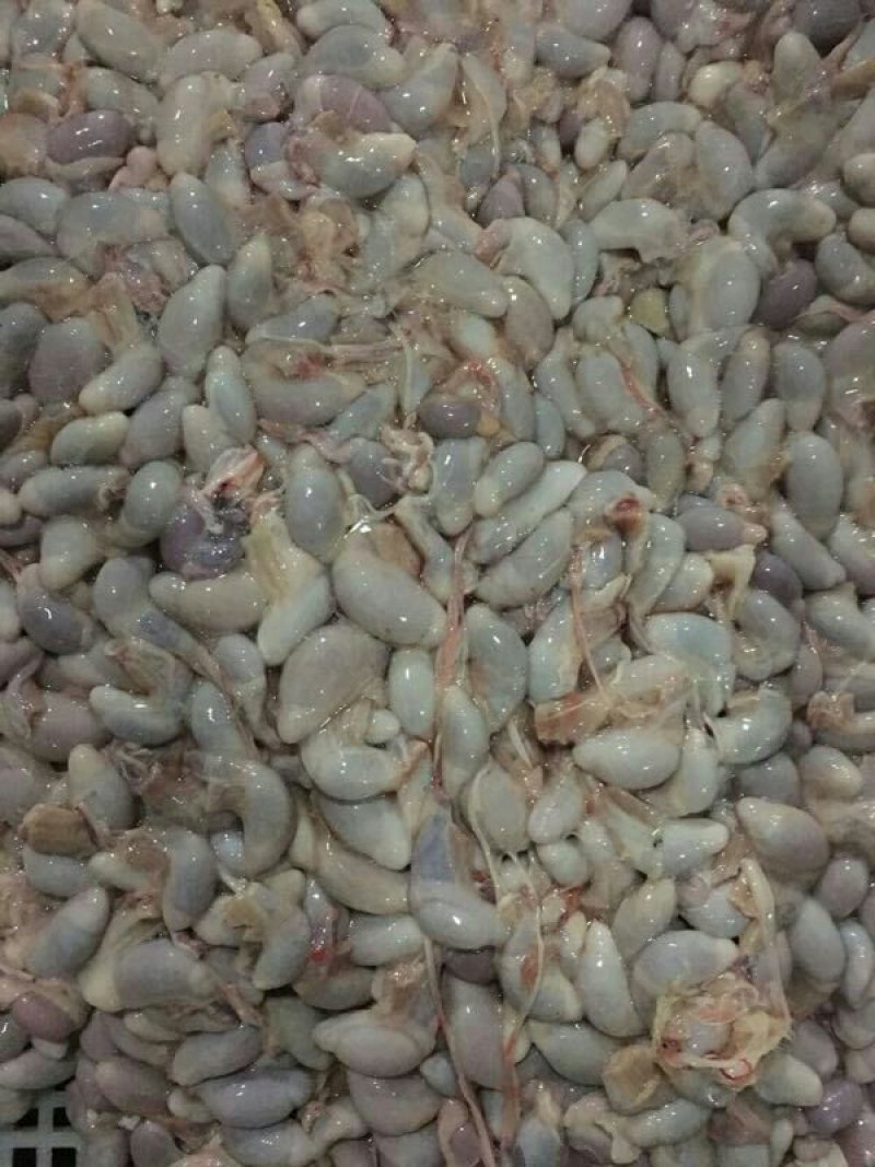 新鲜小猪猪睾丸猪卵子猪小宝猪外腰滋补食品量大包邮