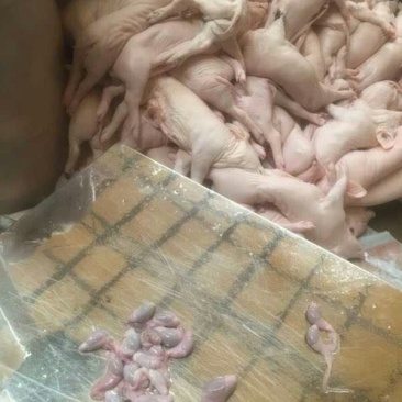 新鲜小猪猪睾丸猪卵子猪小宝猪外腰滋补食品量大包邮