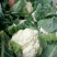 【菜花】河北花菜个头均匀花白产地直销供应全国