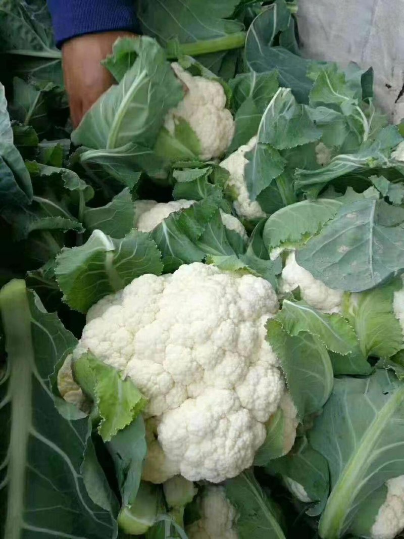 【菜花】河北花菜个头均匀花白产地直销供应全国