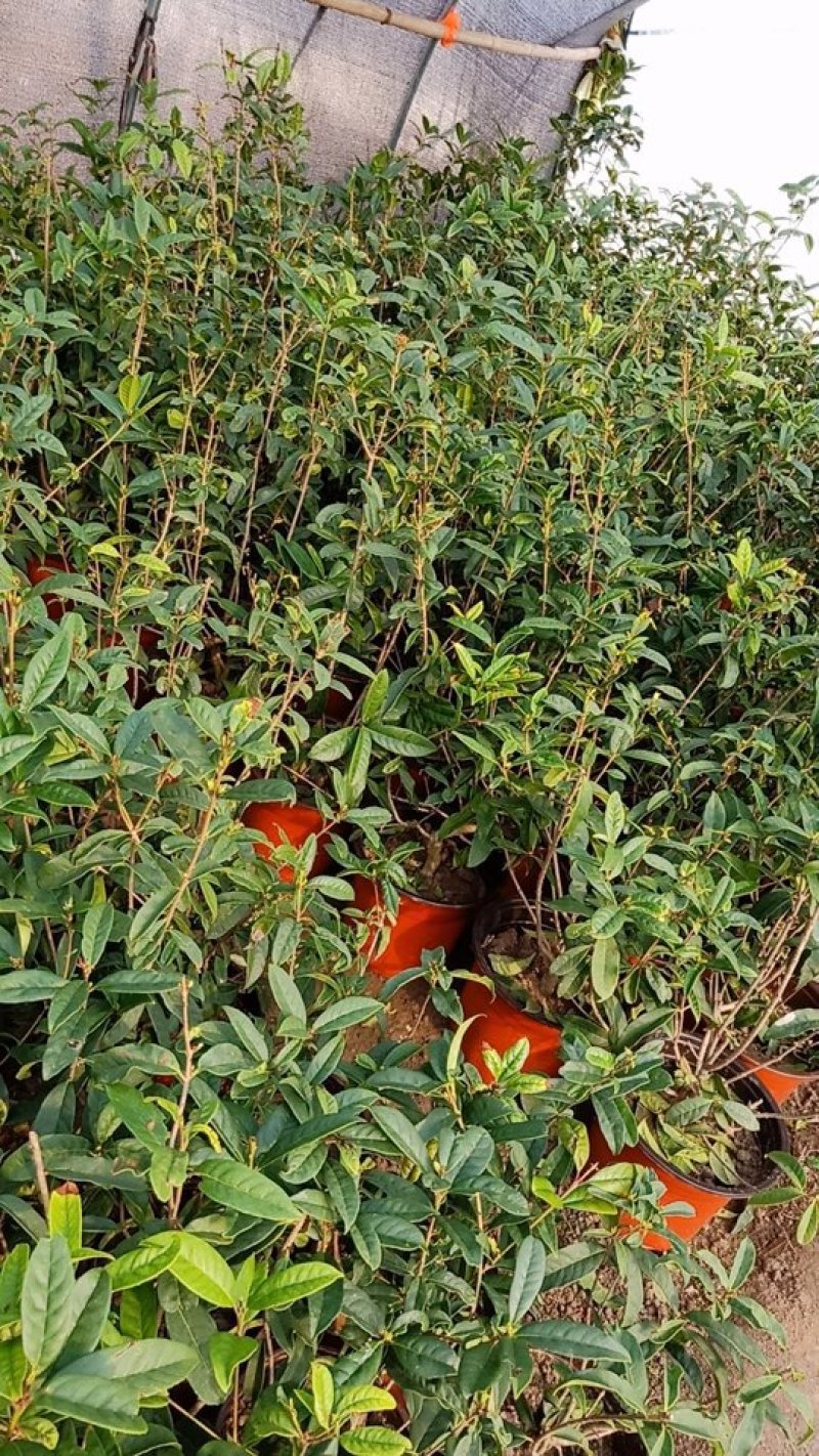 嫁接桂花苗盆景日香桂，适合屋内和厅院种植。