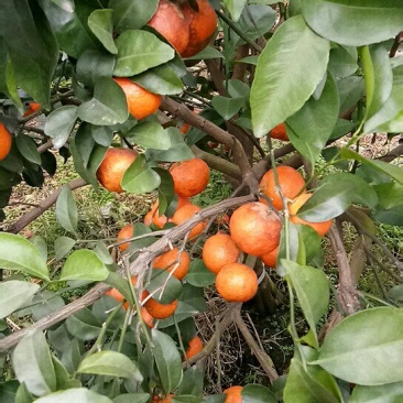 沙糖桔