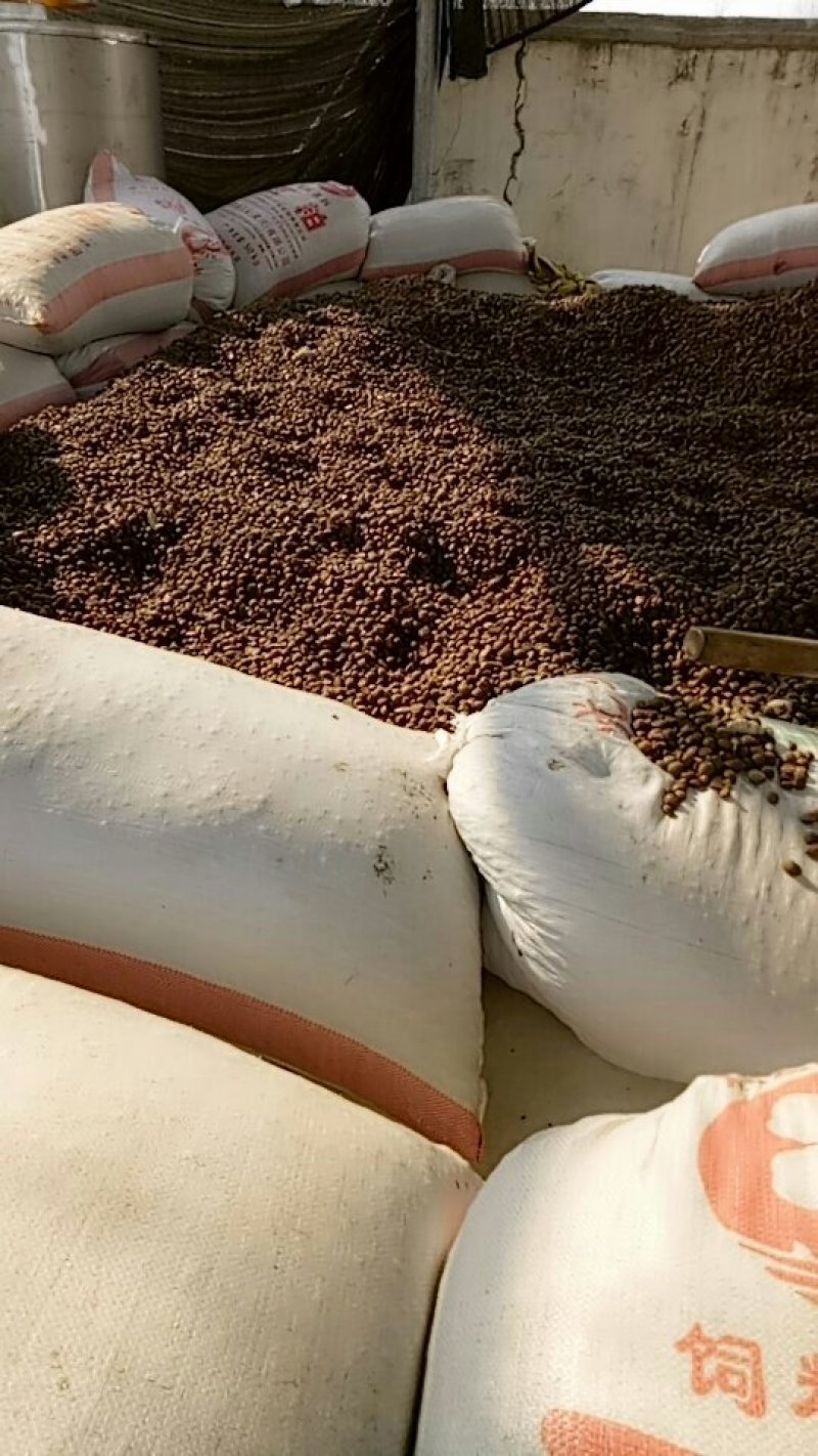 油茶籽现货10出油率23%湖北麻城