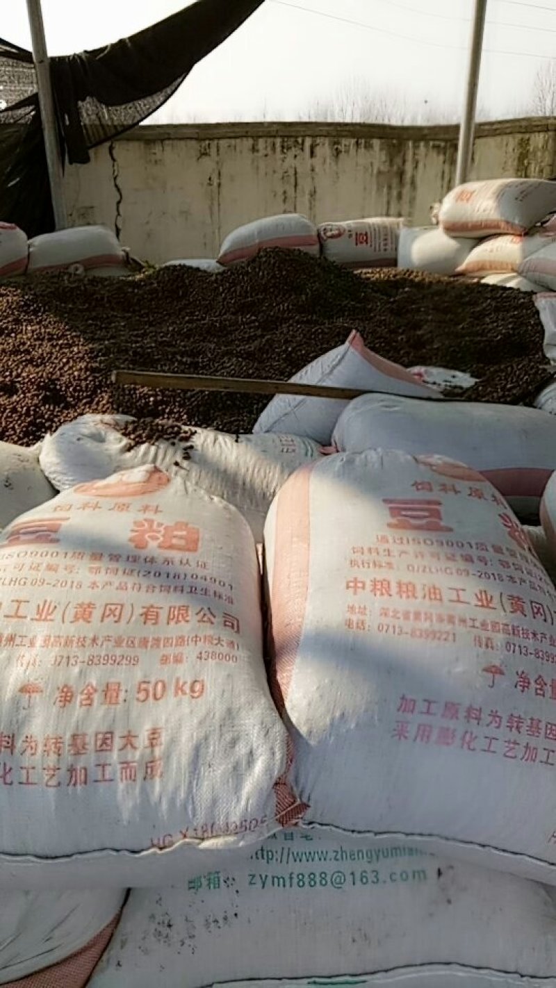 油茶籽现货10出油率23%湖北麻城