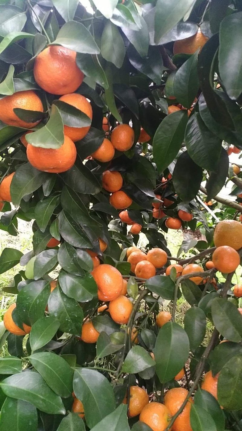 沙糖桔，马水桔，东方红，