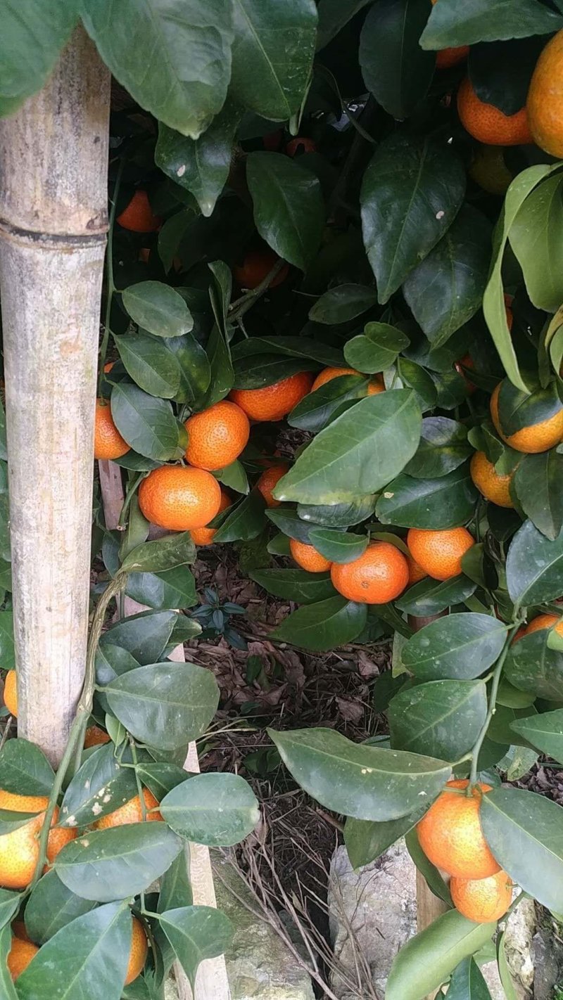 沙糖桔，马水桔，东方红，