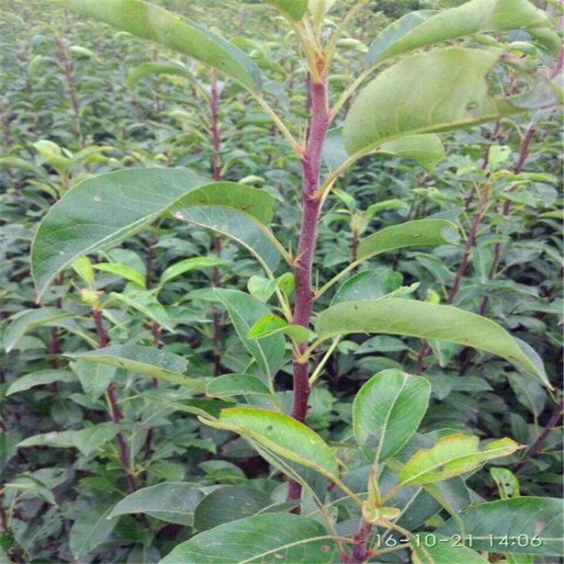 黄金梨树苗梨树品种全欢迎咨询基地