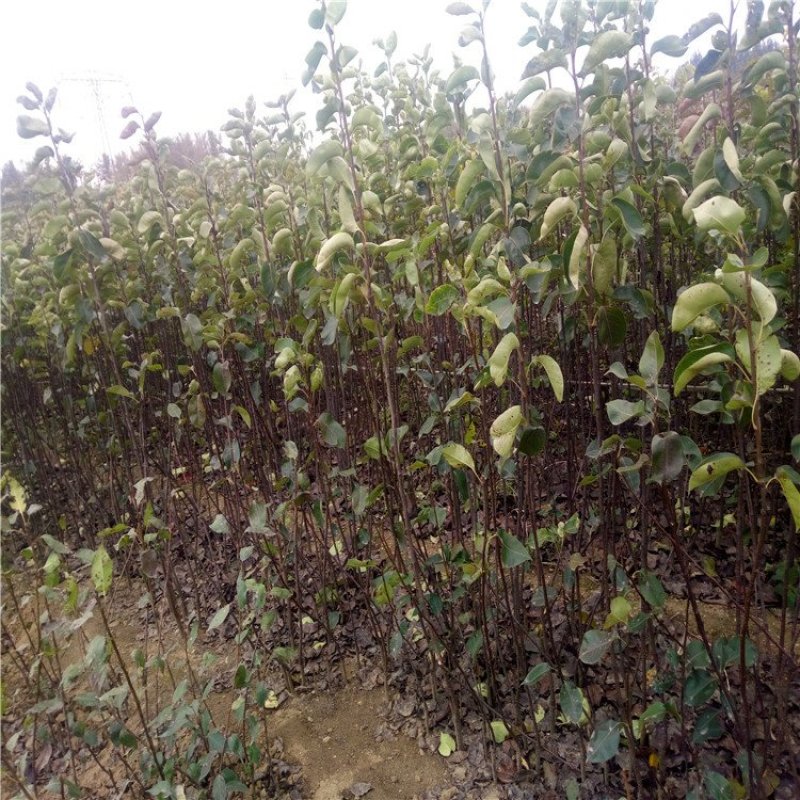 黄金梨树苗梨树品种全欢迎咨询基地