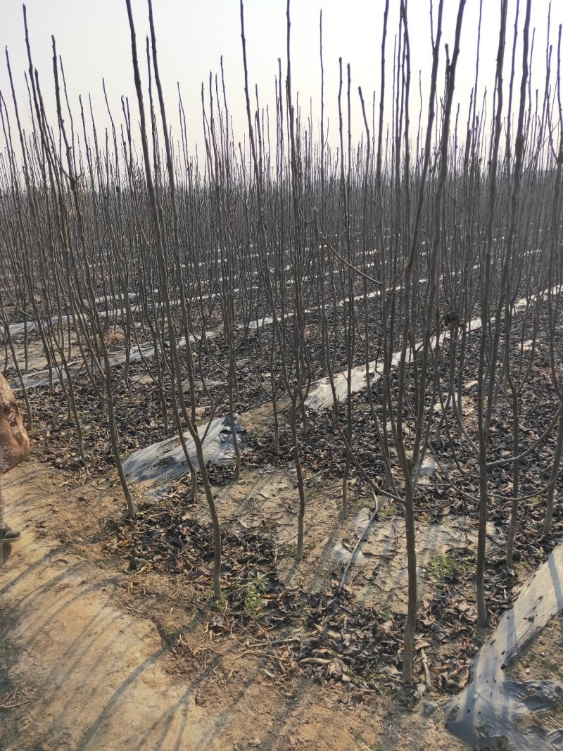 黄金梨树苗梨树品种全欢迎咨询基地