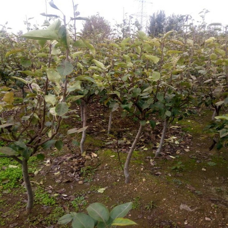 黄金梨树苗梨树品种全欢迎咨询基地