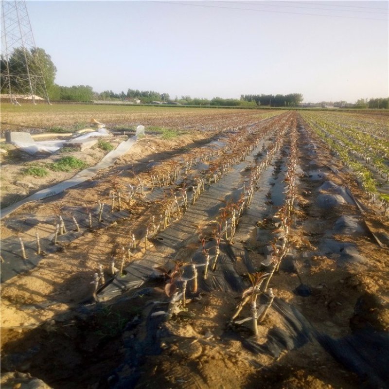 黄金梨树苗梨树品种全欢迎咨询基地