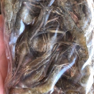 4一6公分青虾