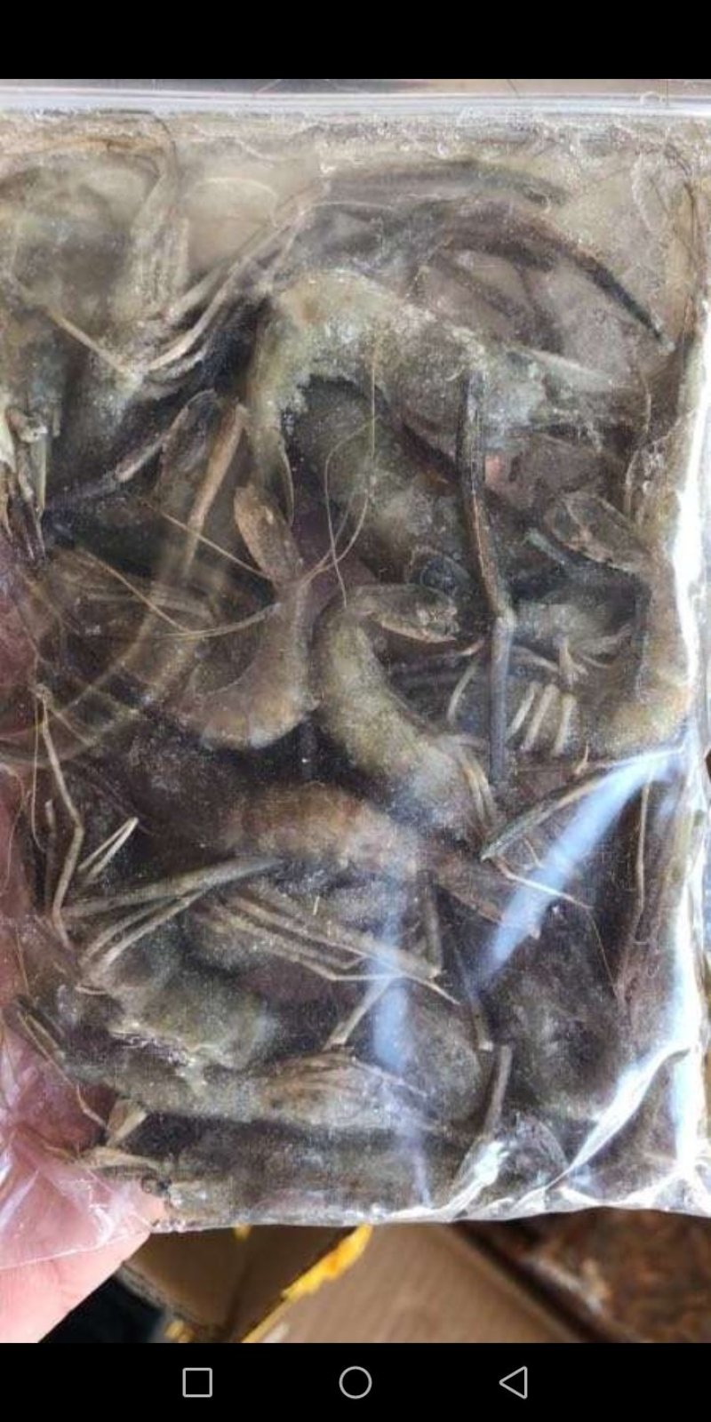 4一6公分青虾